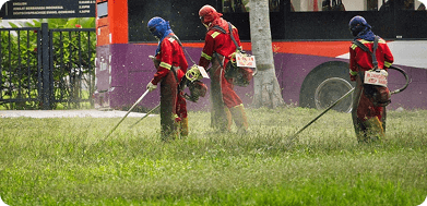 Fast Response to Urgent Pest Situation